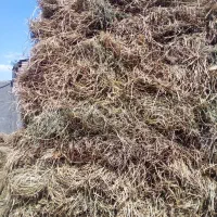 علوفه