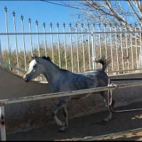 اسب عرب وارداتی، کره ،نریان|اسب و تجهیزات اسب‌سواری|گلپایگان, |دیوار