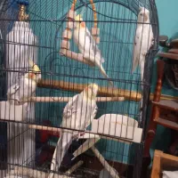 عروس هلندی لوتینو ابلغ دوکت آلبینو|پرنده|شاهدشهر, |دیوار