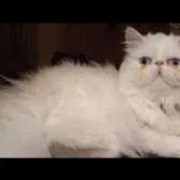 گربه پرشین ماده 2ساله
