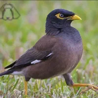 پرنده مینا گم شده