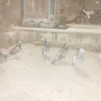 تعداد کبوترهای تعداد کفتر پلاکی مسافتی