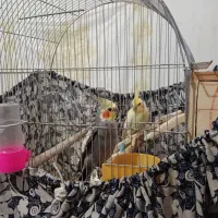 عروس هلندی کار داده