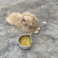 سگ پیکینیز امپریال اصل