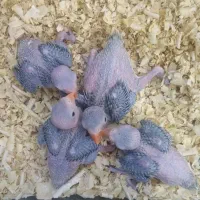 جوجه سرلاکی ملنگو