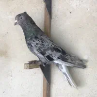 سرور دم سفید شعمک تخت تا تی دم