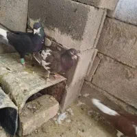 پرنده کبوتر|پرنده|شیراز, گویم|دیوار