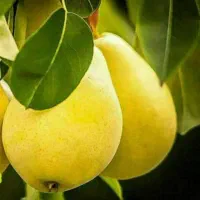 تولید نهال گلابی بیروتی|خدمات باغبانی و درختکاری|دره شهر, |دیوار