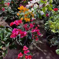 گل کاغذی ترکیبی سه رنگ|گل و گیاه طبیعی|قم, آزادگان|دیوار