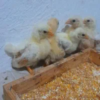 جوجه جاپنیز گلد متلد|حیوانات مزرعه|رشت, پورسینا|دیوار