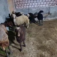 فروش بره گوسفند|حیوانات مزرعه|بندر گز, |دیوار