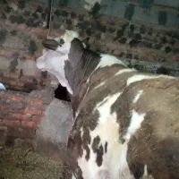 گاو گوساله|حیوانات مزرعه|هشترود, |دیوار