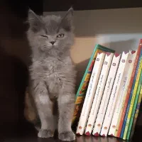 گربه اسکاتیش بلو|گربه|بجنورد, |دیوار