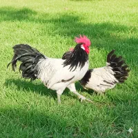 تخم،جوجه،مرغ زینتی لاکنولدر، ورورک، اپنزلر آراکانا|حیوانات مزرعه|مشهد, شهید فرامرز عباسی|دیوار