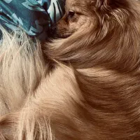 سگ پامرانین|سگ|شاهین‌شهر, خبرنگار|دیوار