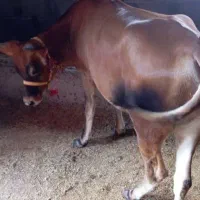 لیشه شکم دار جرسی