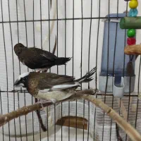 فنچ بنگالی|پرنده|پاکدشت, خاتون آباد|دیوار