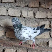 کفتر فوری|پرنده|قرچک, زیبا شهر|دیوار