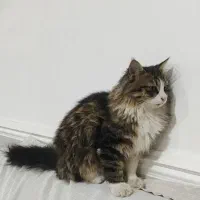 یه بچه گربه ۶ماهه ،نژاد دار باهوش|گربه|ایزدخواست, |دیوار