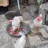 مرغ وخروس