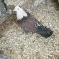 کربلایی ماده