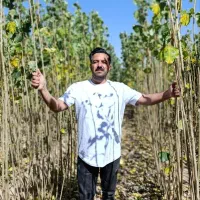 نهال انواع درخت های سردسیر و گرمسیری