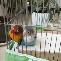 طوطی برزیلی کوتوله|پرنده|شاهین‌شهر, خانه کارگر|دیوار