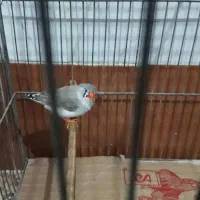 فنچ