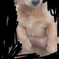 هاسکی و پاکوتاه|سگ|خمینی‌شهر, |دیوار