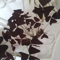 گل اگزالیس چند گلدان