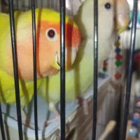 طوطی برزیلی مولد خوشرنگ (کارداده تضمینی)|پرنده|تهران, اتابک|دیوار