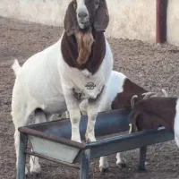 بز بوئر 75درصد( بوئر)