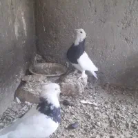 جفت طوقی قشنگ فروشی|پرنده|بردسکن, |دیوار