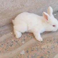 خرگوش سفید چشم شرابی
