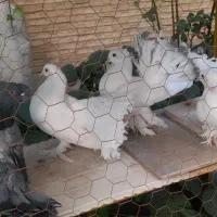 کبوتر دم چتری امریکایی|پرنده|اصفهان, باغ دریاچه|دیوار