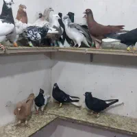 کبوتر ۲۰ تا پرشی