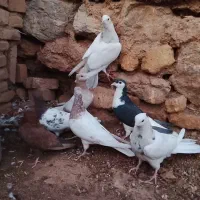 کبوتر رنگی|پرنده|یزد, |دیوار