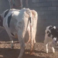 گاوشیری باگوساله