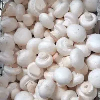 قارچ درجه1به شرط|عمدهفروشی|قم, شهرک طالقانی|دیوار