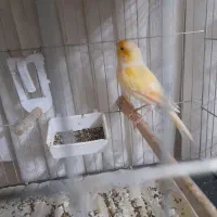 قناری قرص خوان