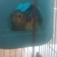 عروس هلندی ماده