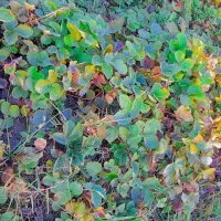 نهال توت فرنگی سابرینا نی ۱۳ تومان|گل و گیاه طبیعی|دلند, |دیوار