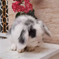 خرگوش مینی لوپ اصل