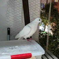 کفتر صید  سفید  نر