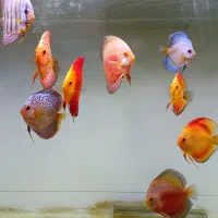 ماهی دیسکس با اکواریوم بزرگ همراه وسایل|ماهی|کرمان, |دیوار