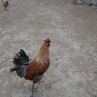 مرغ وخروس محلی نژاد دار جوان