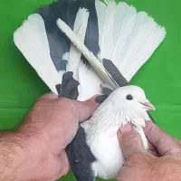 ۹تا ابلغ یکجا