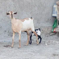 بزدوقلودورگ سومال