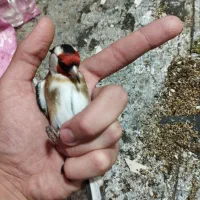 سهره نر روسی محاجر|پرنده|تبریز, |دیوار