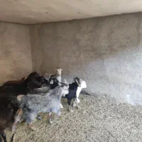 بره و برغاله|حیوانات مزرعه|پاکدشت, حصار امیر|دیوار